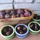 Интернет-магазин садовых растений Сиреневые и фиолетовые гиацинты