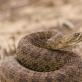 Гремучая змея (лат. Crotalinae, англ. Rattlesnake). Обыкновенная гремучая змея или гремучник Гремучая гадюка